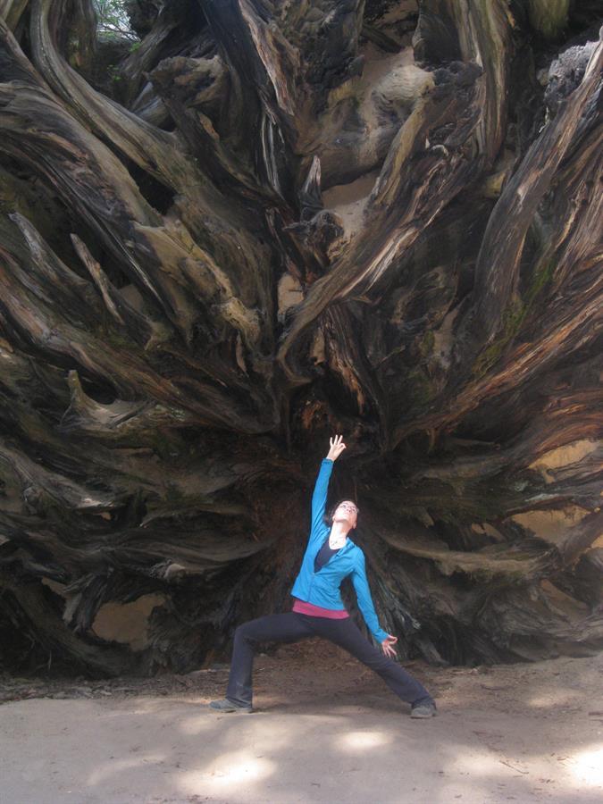 Fallen Sequoia Roots Yoga